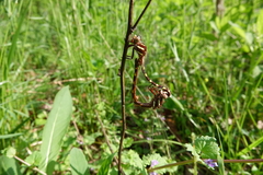 Cordulegaster bilineata