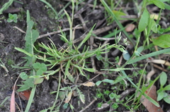 Poa annua