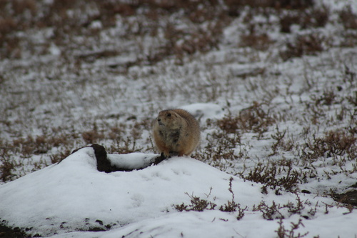 Black-tailed Prairie Dog photographed in North Dakota