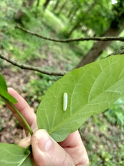 Tomostethus multicinctus