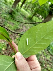 Tomostethus multicinctus