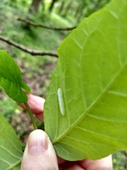 Tomostethus multicinctus