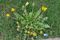 Taraxacum officinale