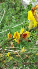Chamaecytisus spinescens