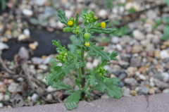 Senecio vulgaris