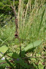 Cordulegaster bilineata