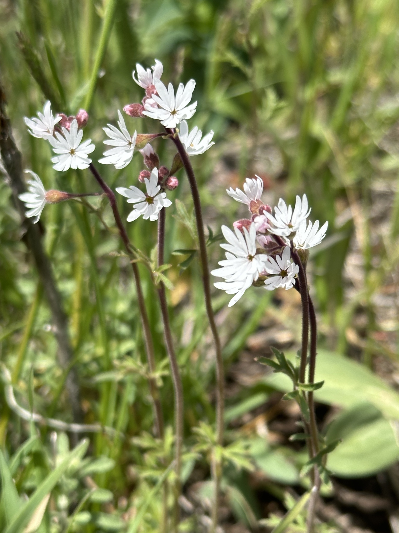 Lithophragma parviflorum