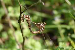 Cordulegaster bilineata
