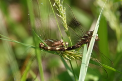 Cordulegaster bilineata