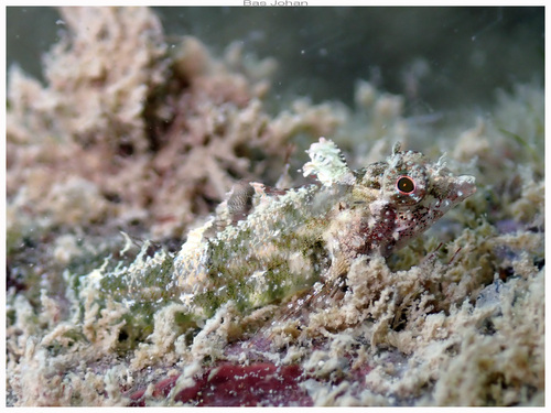 Enneapterygius tutuilae observed 2024-05-12