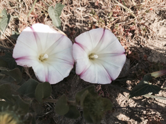 Calystegia purpurata