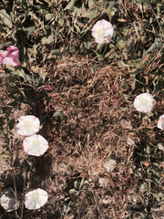 Calystegia purpurata