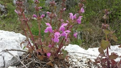 Lamium garganicum