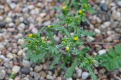 Senecio vulgaris