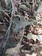 Calystegia purpurata
