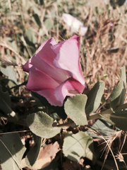 Calystegia purpurata