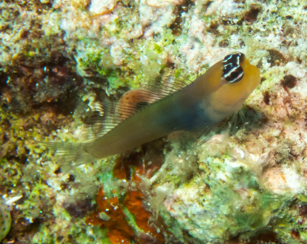 Bluebelly Blenny