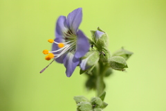 Polemonium occidentale