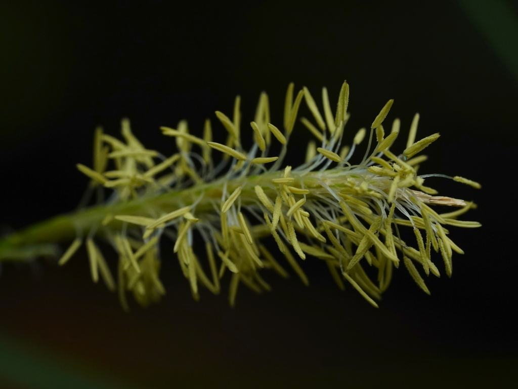 Carex dolichostachya