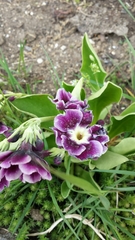 Primula × pubescens