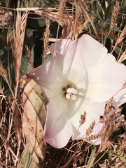 Calystegia purpurata