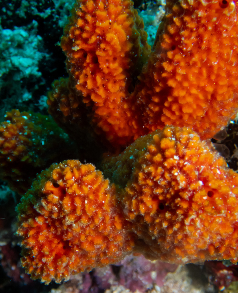 Ptilocaulis spiculifer