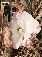Calystegia purpurata