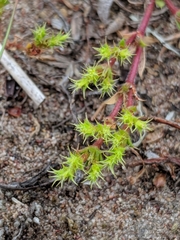 Lastarriaea coriacea