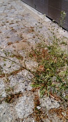 Capsella bursa-pastoris