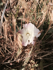 Calystegia purpurata