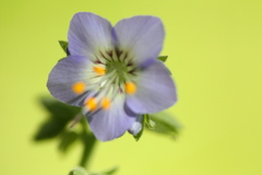 Polemonium occidentale
