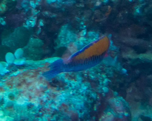 Orange-back fairy wrasse (Cirrhilabrus aurantidorsalis) — Labridae — 2