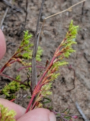 Lastarriaea coriacea