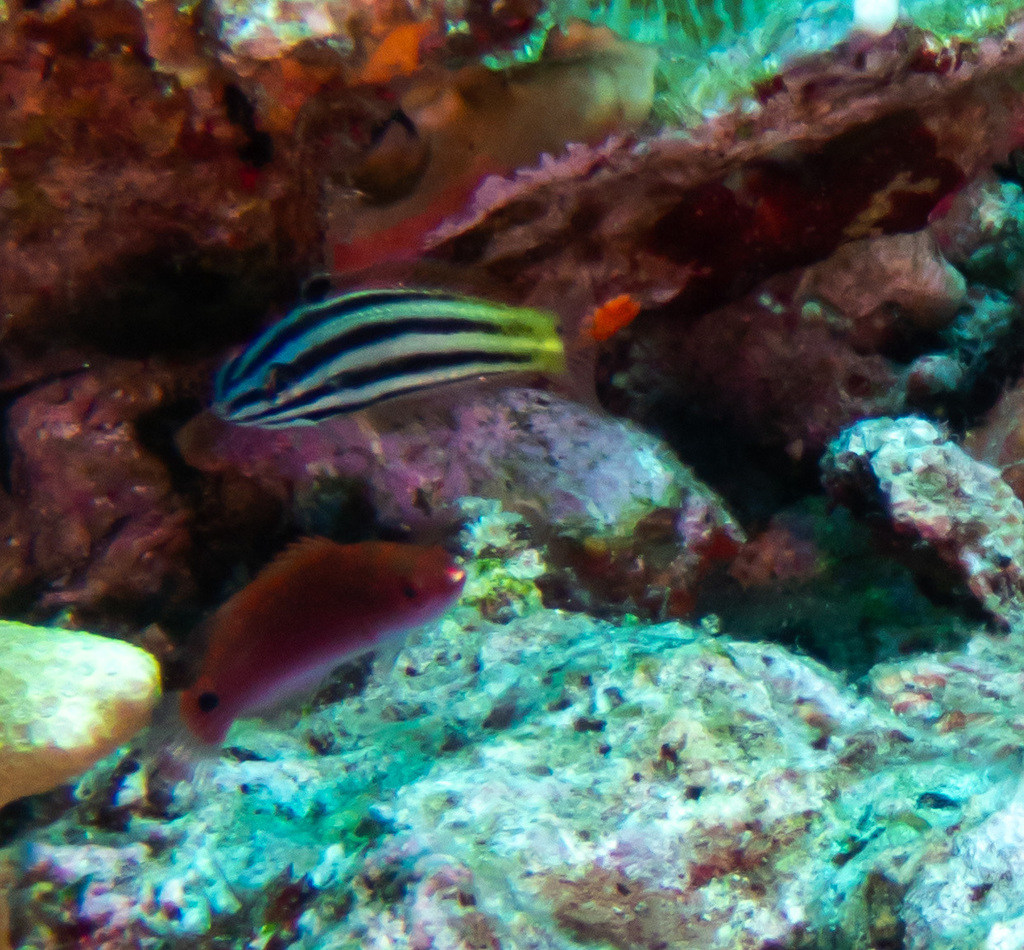 Half-grey Wrasse