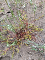 Lastarriaea coriacea