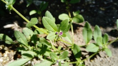 Asperugo procumbens