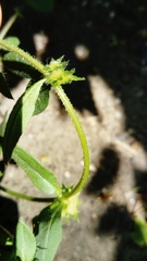 Asperugo procumbens