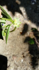Asperugo procumbens