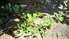 Asperugo procumbens