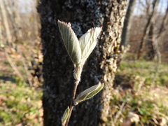 Amelanchier arborea arborea