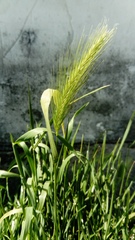 Hordeum murinum