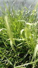 Hordeum murinum