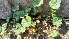 Malva neglecta