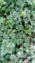 Glechoma hederacea