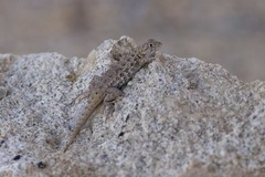 Sceloporus zosteromus