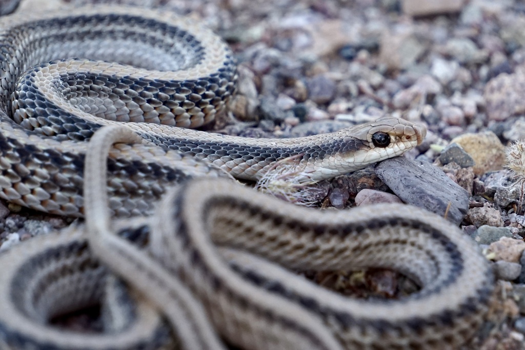 Western Patch-Nosed Snake