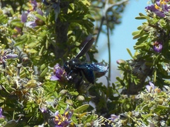 Xylocopa californica arizonensis