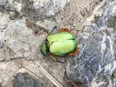 Chrysina macropus