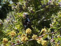 Xylocopa californica arizonensis