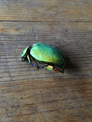 Chrysina macropus
